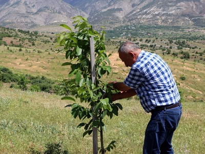 Köyüne döndü, 28 bin ceviz fidanı dikti