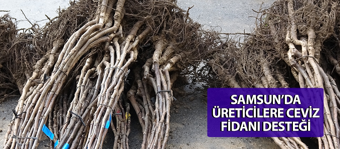 Samsun’da üreticilere ceviz fidanı desteği