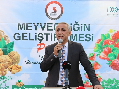 Samsun’da üreticilere ceviz fidanı desteği