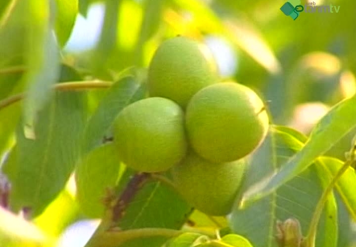 Ceviz Hastalık ve Zararlıları