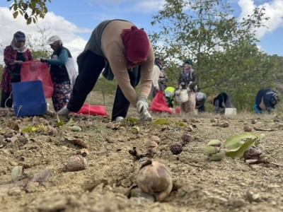Bozuk orman arazisinde bereketli hasat başladı