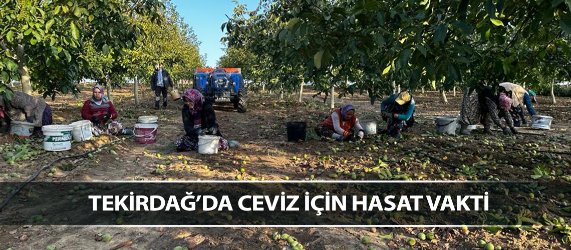 Tekirdağ’da ceviz için hasat vakti