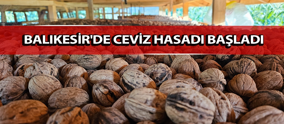 Balıkesir'de ceviz hasadı başladı