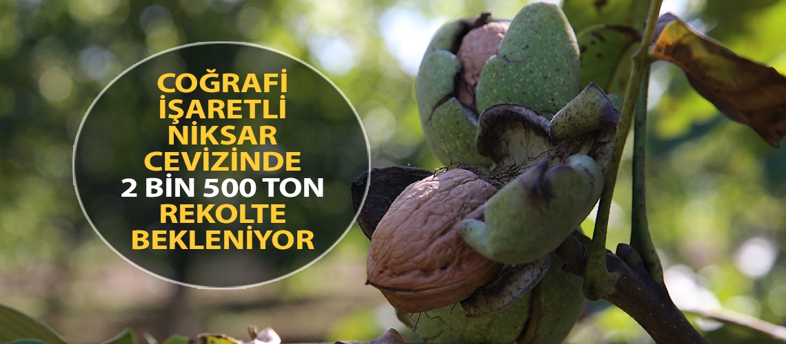 Coğrafi işaretli Niksar cevizinde 2 bin 500 ton rekolte bekleniyor