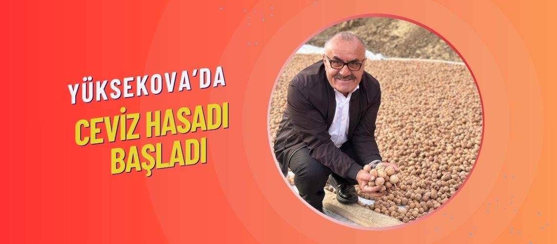 Yüksekova’da ceviz hasadı başladı