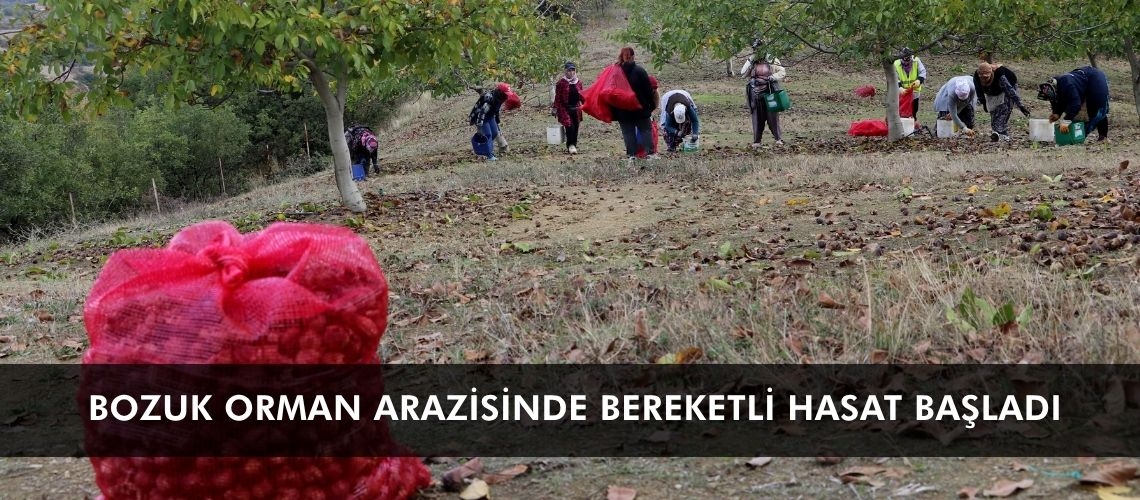 Bozuk orman arazisinde bereketli hasat başladı