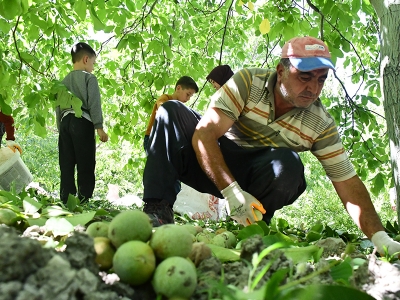 Çağlayancerit cevizinin hasadına başlandı