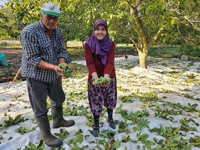 Balıkesir'de ceviz hasadı başladı