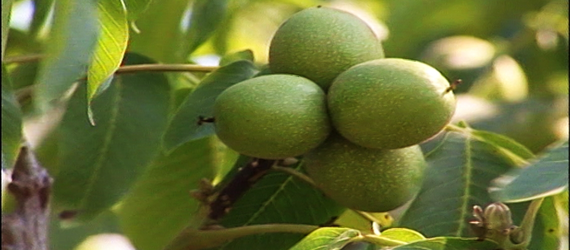 Ceviz Yetiştiriciliği