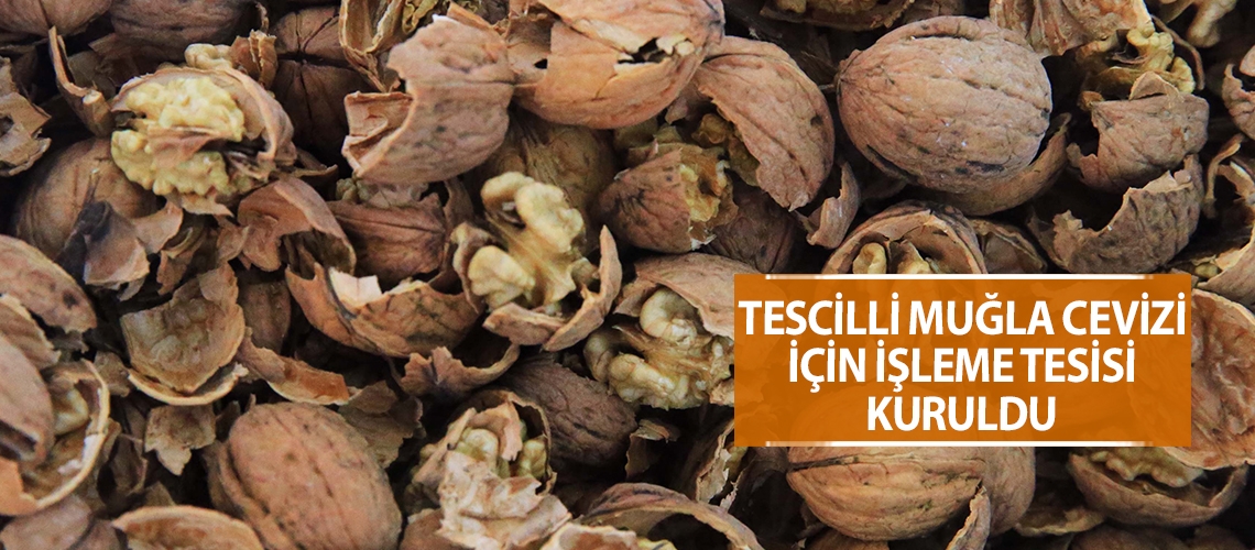 Tescilli Muğla cevizi için işleme tesisi kuruldu