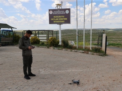 Urfa ceylanlarına yapay zeka dokunuşu