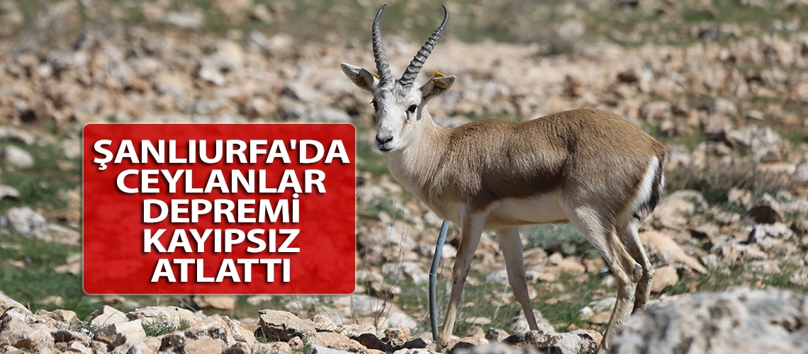 Şanlıurfa'da ceylanlar depremi kayıpsız atlattı