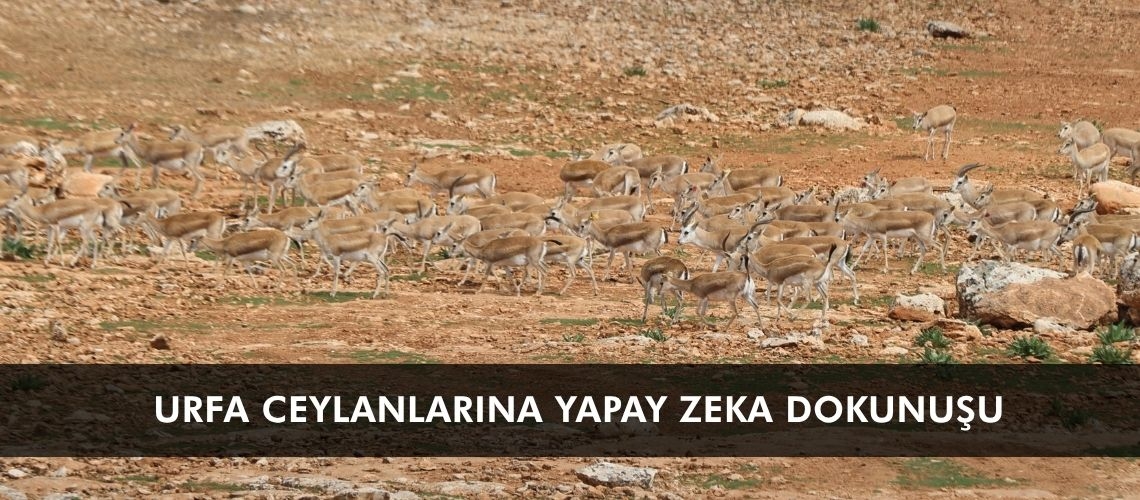 Urfa ceylanlarına yapay zeka dokunuşu