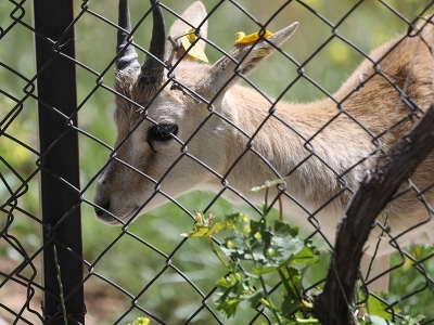 Şanlıurfa’da ceylan sayısı artıyor