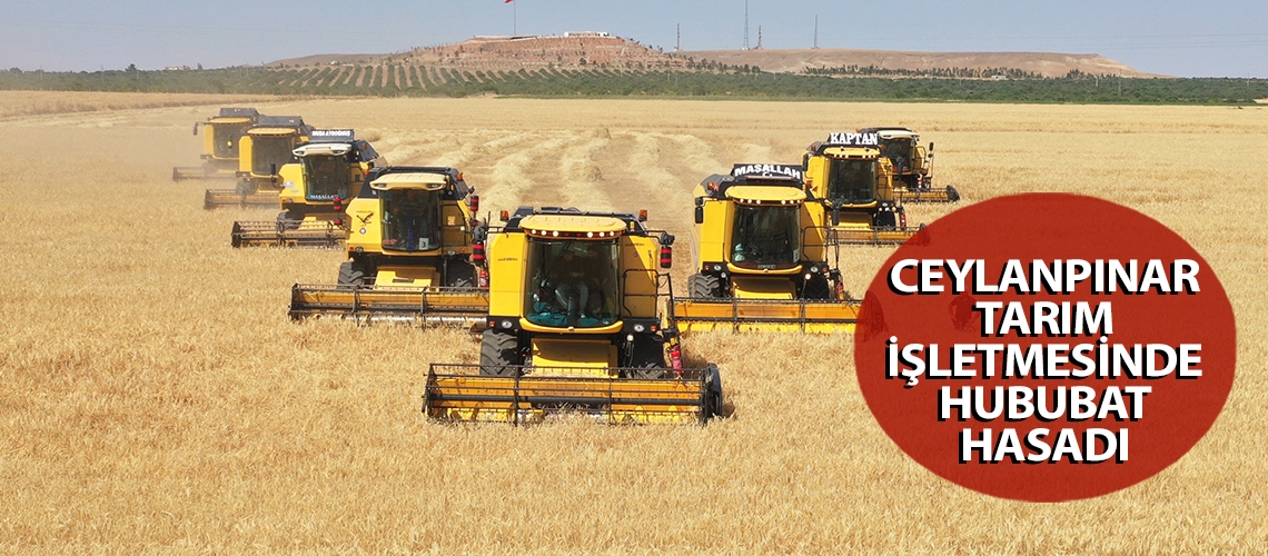 Ceylanpınar Tarım İşletmesinde hububat hasadı
