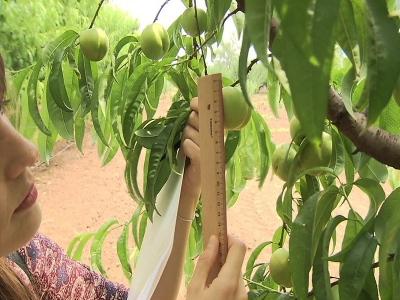 Coğrafi İşaret Başvurusu