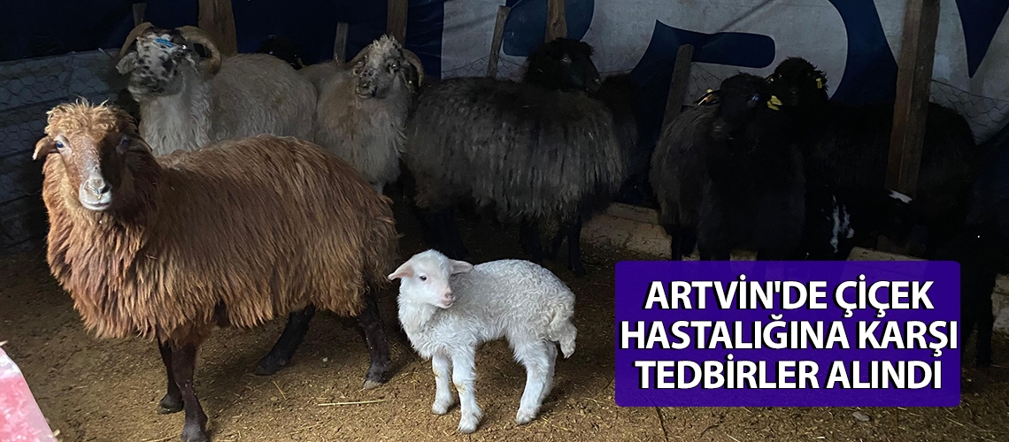 Artvin'de çiçek hastalığına karşı tedbirler alındı