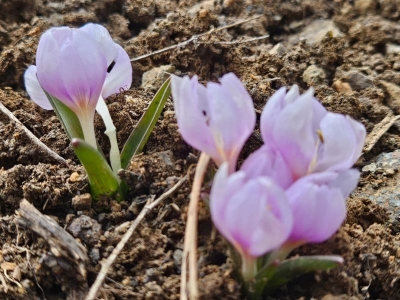 Meyve ağaçları baharı müjdeliyor