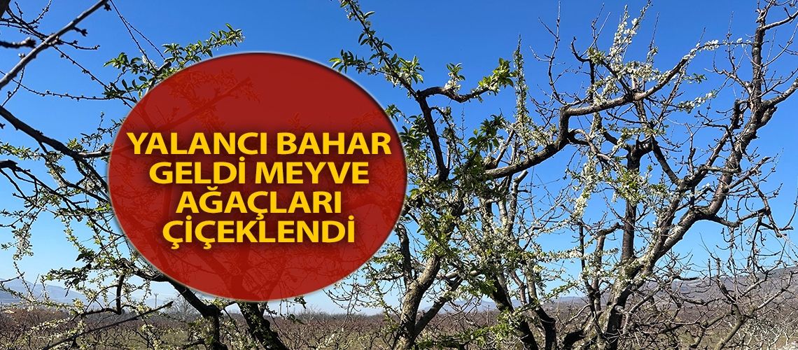 Yalancı bahar geldi meyve ağaçları çiçeklendi