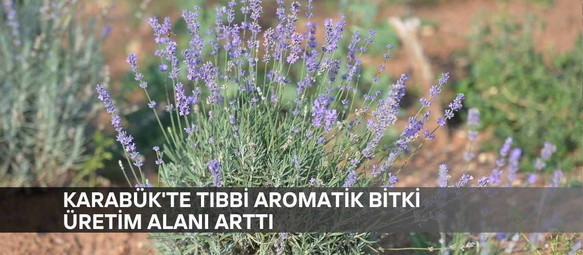 Karabük'te tıbbi aromatik bitki üretim alanı arttı