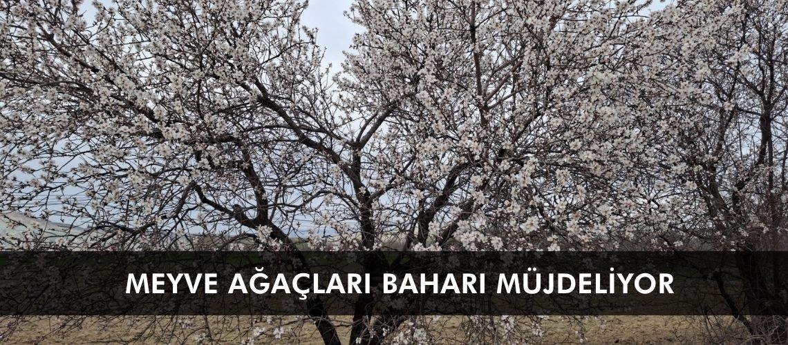 Meyve ağaçları baharı müjdeliyor