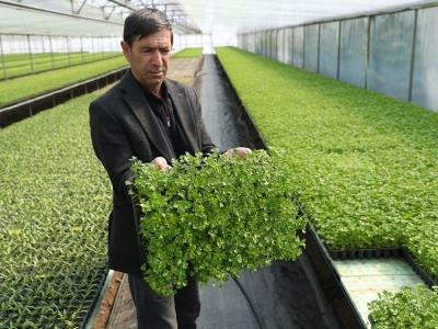 Dost tavsiyesi ile fide üreticisi oldu