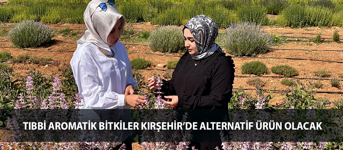Tıbbi aromatik bitkiler Kırşehir’de alternatif ürün olacak