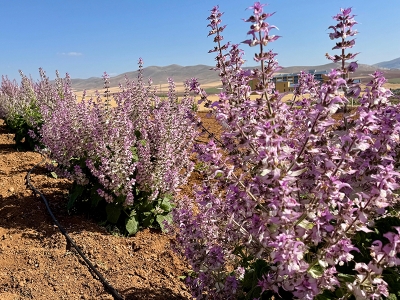 Tıbbi aromatik bitkiler Kırşehir’de alternatif ürün olacak