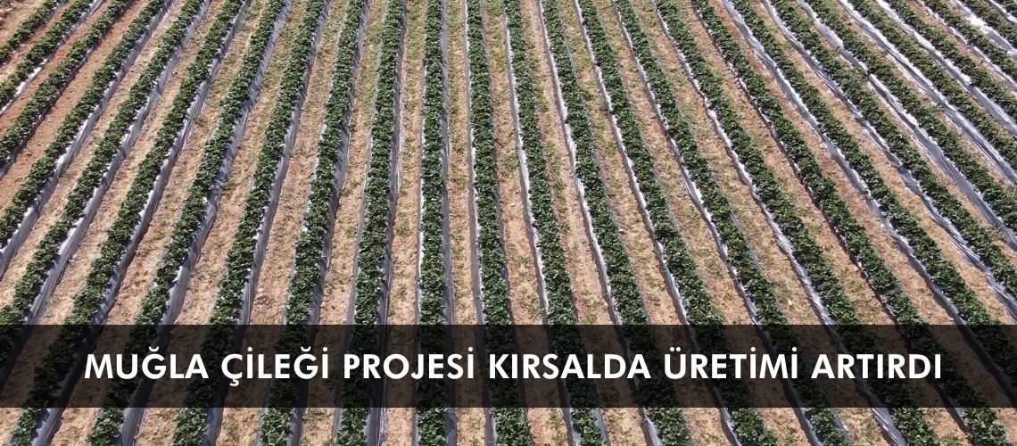 Muğla Çileği Projesi kırsalda üretimi artırdı