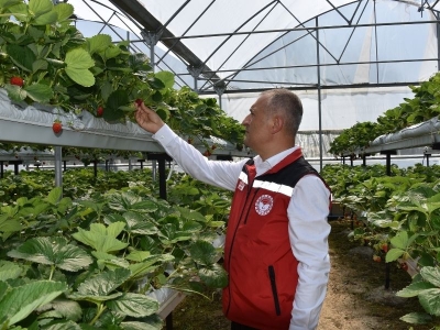 Çilekten Ordu ekonomisine 110 milyon TL katkı
