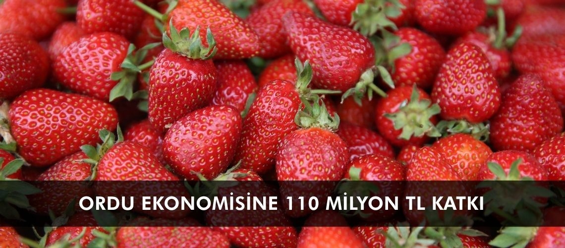 Çilekten Ordu ekonomisine 110 milyon TL katkı