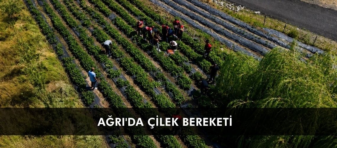 Ağrı'da çilek bereketi