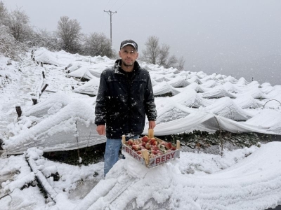 Kar altında çilek hasadı