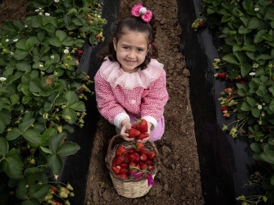 Emiralem çileğinde hasat başladı