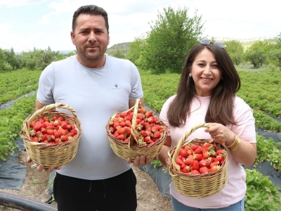 Kiralık arazide dev çilek üretimi