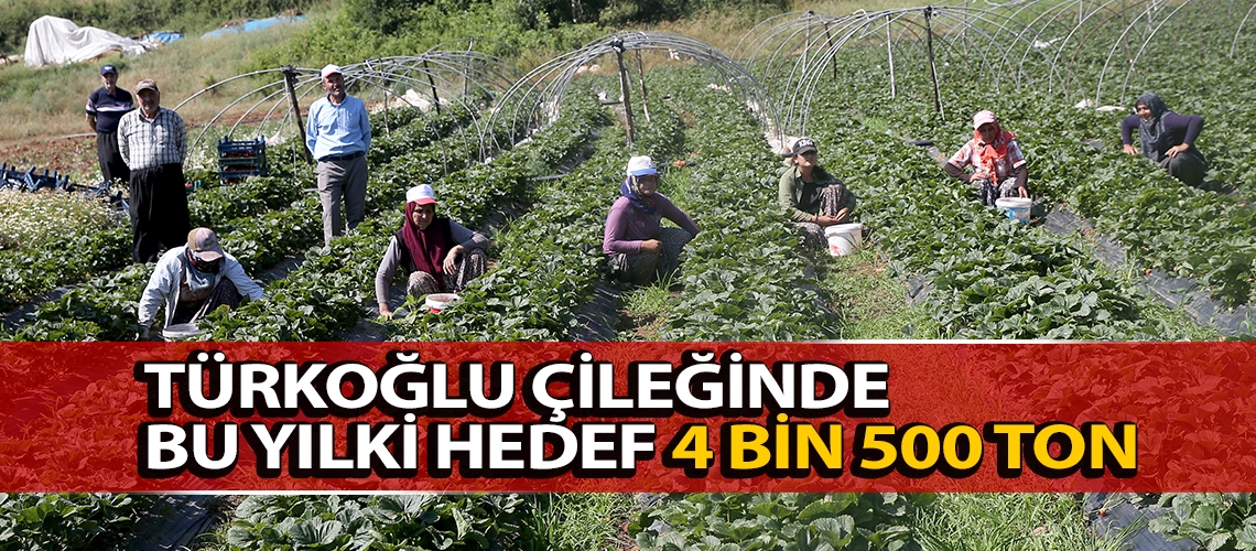 Türkoğlu çileğinde bu yılki hedef 4 bin 500 ton