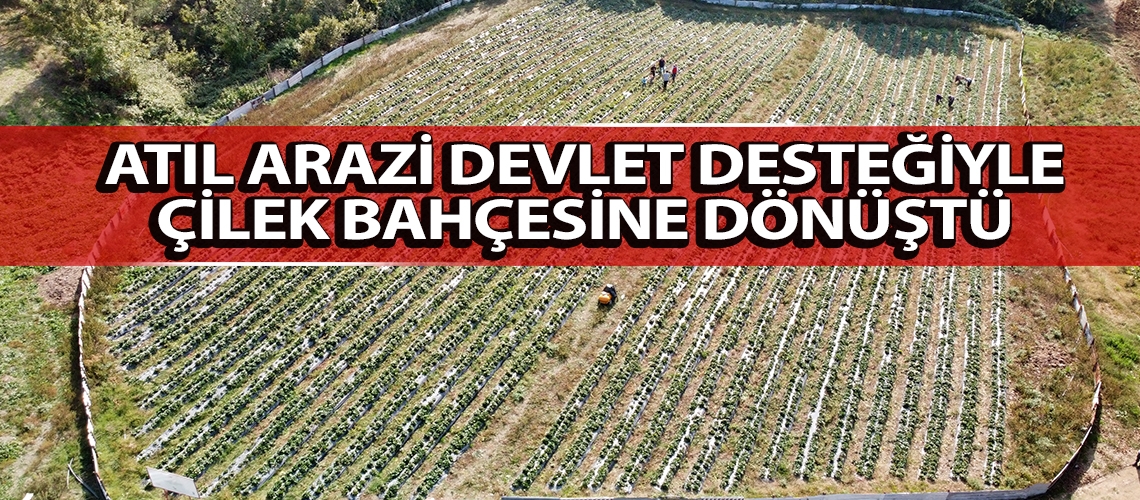 Atıl arazi devlet desteğiyle çilek bahçesine dönüştü