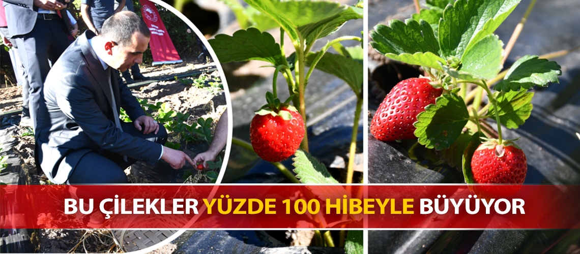 Bu çilekler yüzde 100 hibeyle büyüyor