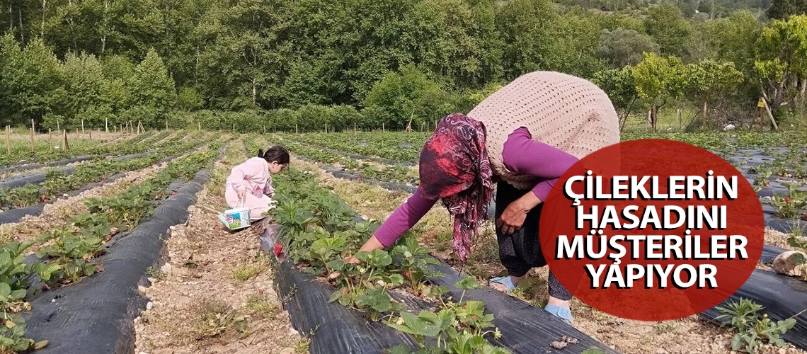 Çileklerin hasadını müşteriler yapıyor