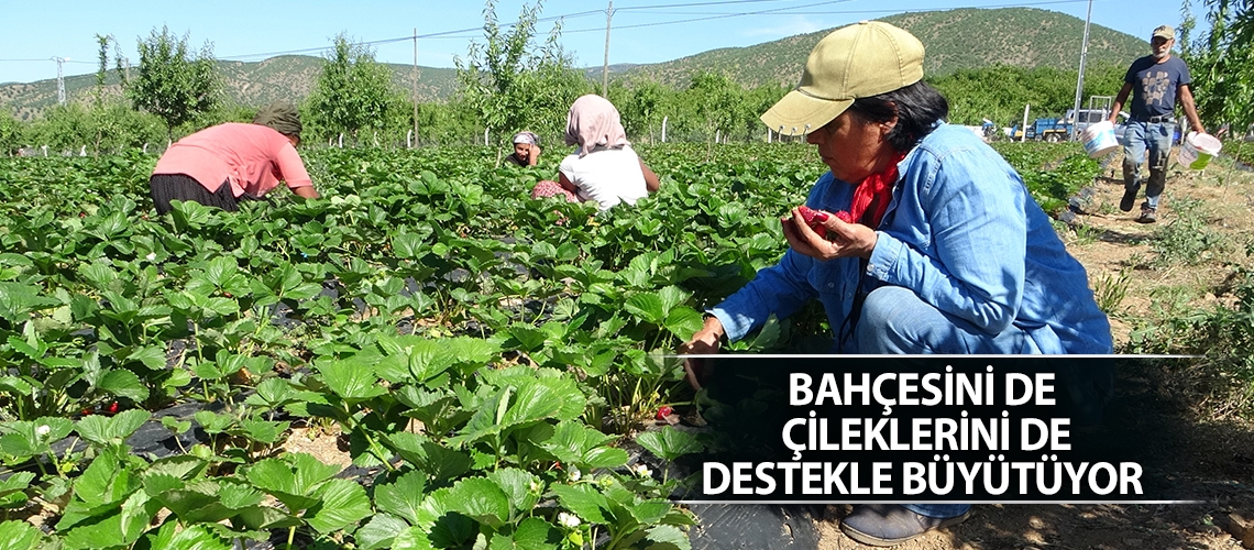 Bahçesini de çileklerini de destekle büyütüyor