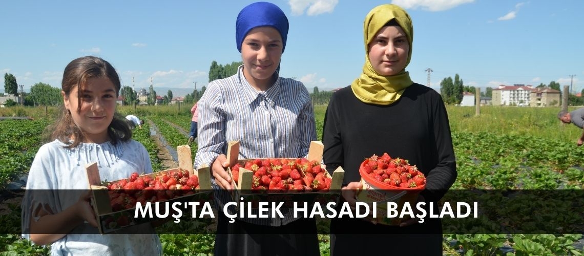 Muş'ta çilek hasadı başladı