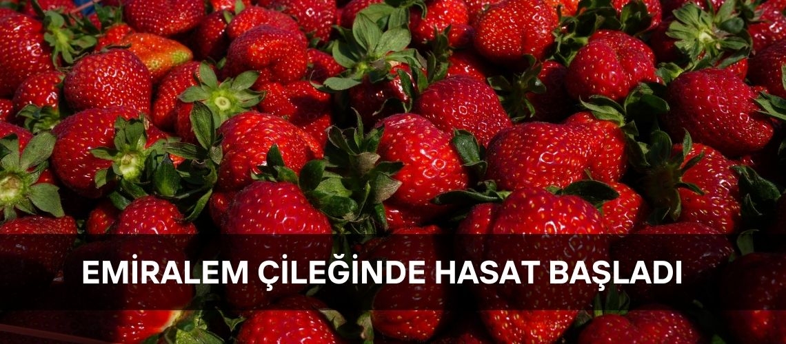 Emiralem çileğinde hasat başladı