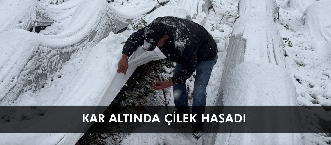 Kar altında çilek hasadı