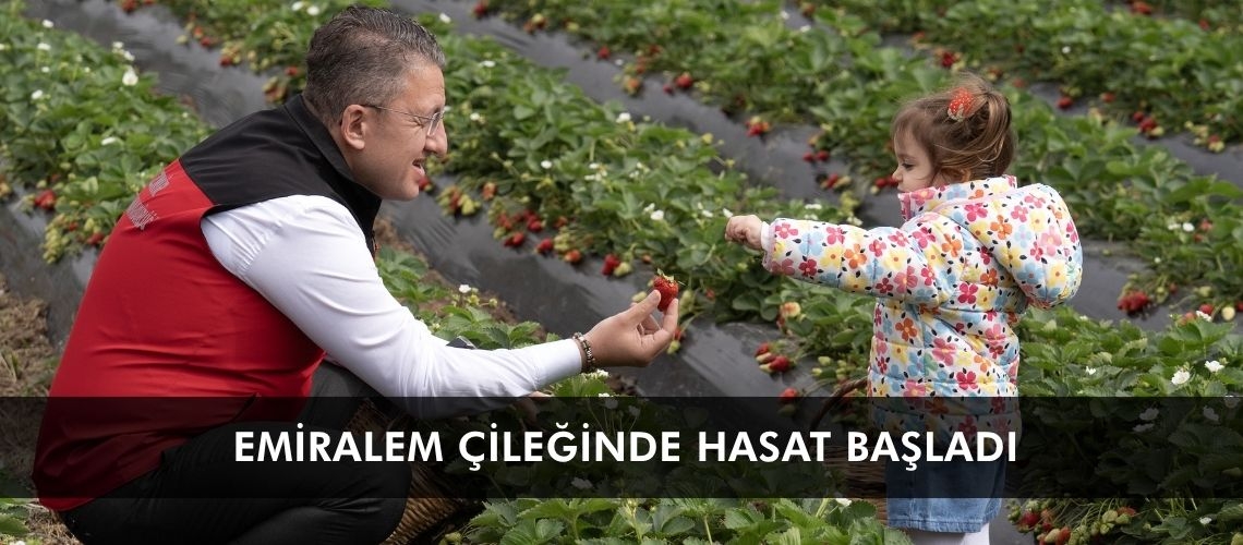 Emiralem çileğinde hasat başladı
