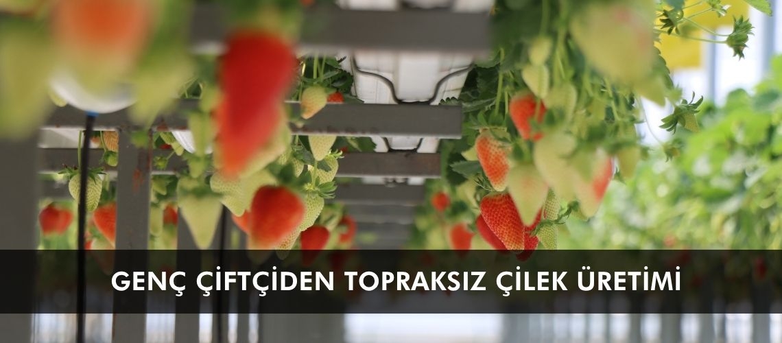 Genç çiftçiden topraksız çilek üretimi