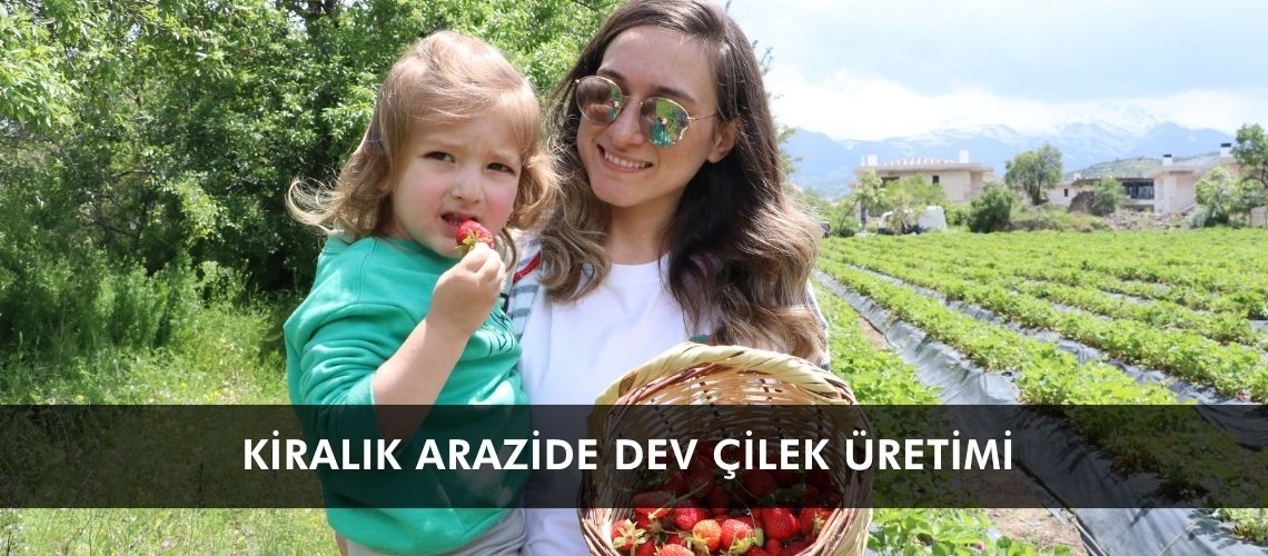 Kiralık arazide dev çilek üretimi