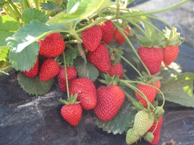 Destekle kurulan bahçelerde hasat heyecanı