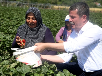 Türkoğlu çileğinde bu yılki hedef 4 bin 500 ton