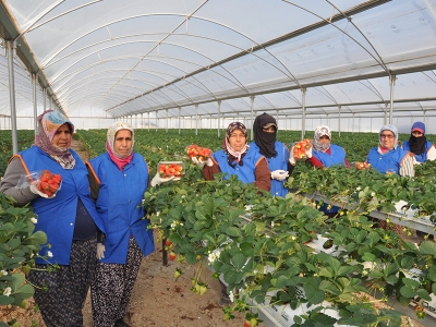 Topraksız yetiştirilen çilekler toplandı