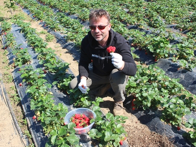 Müşteriler kendi çileklerini topluyor